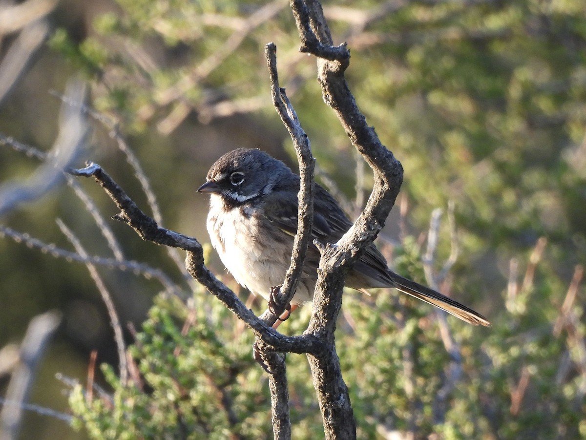 Bell's Sparrow (belli) - ML618252071