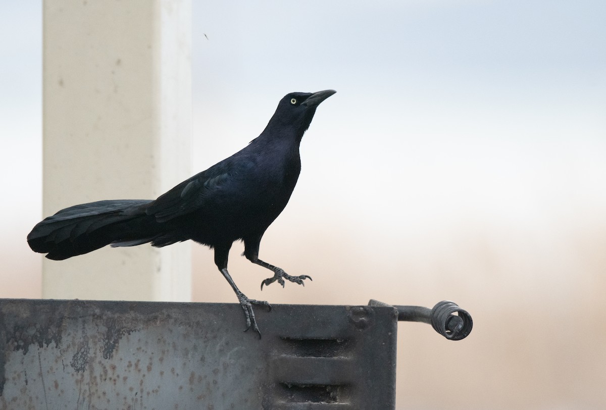 Great-tailed Grackle - ML618252080