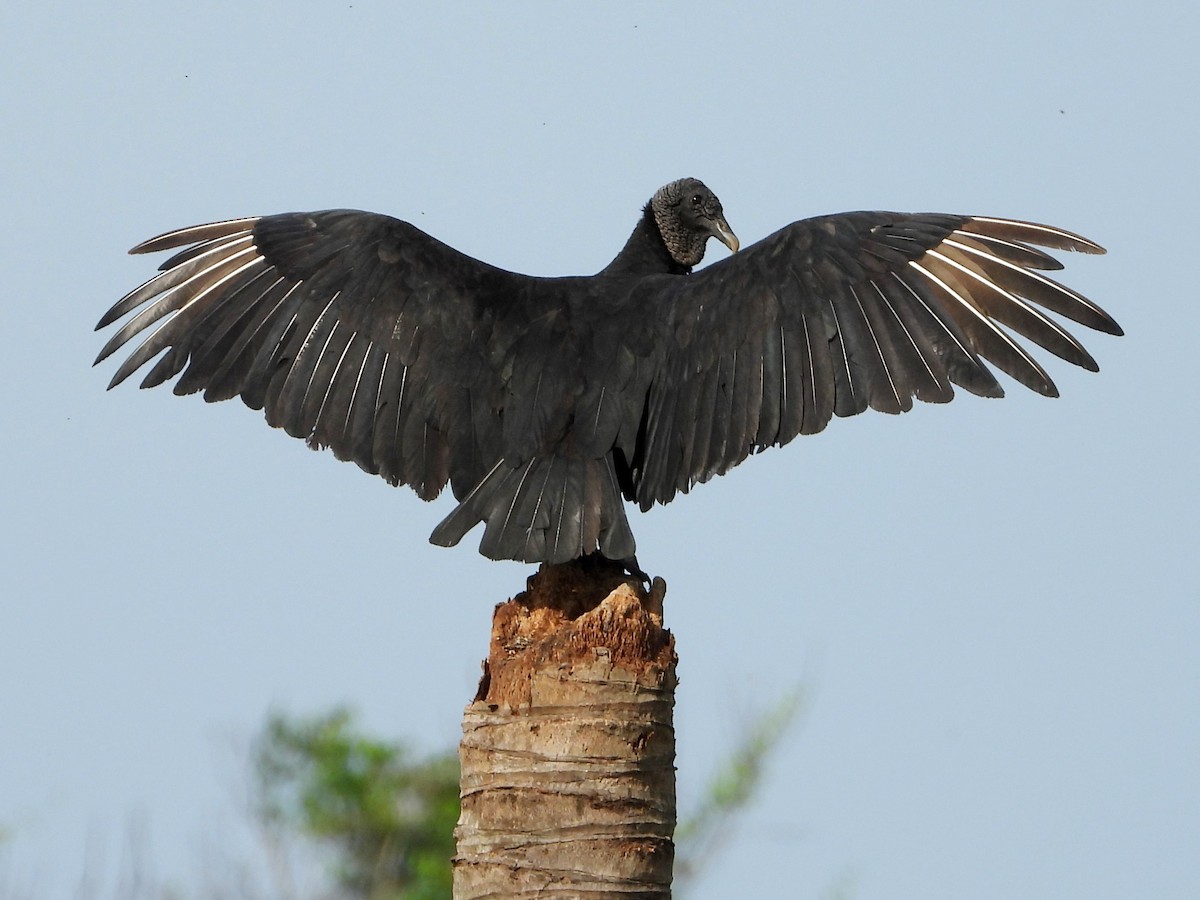 Black Vulture - ML618252081