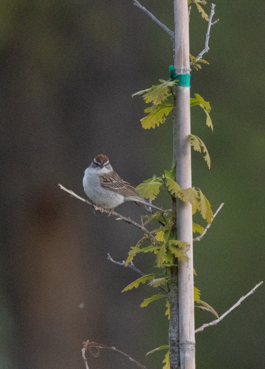Chipping Sparrow - Esther Sumner