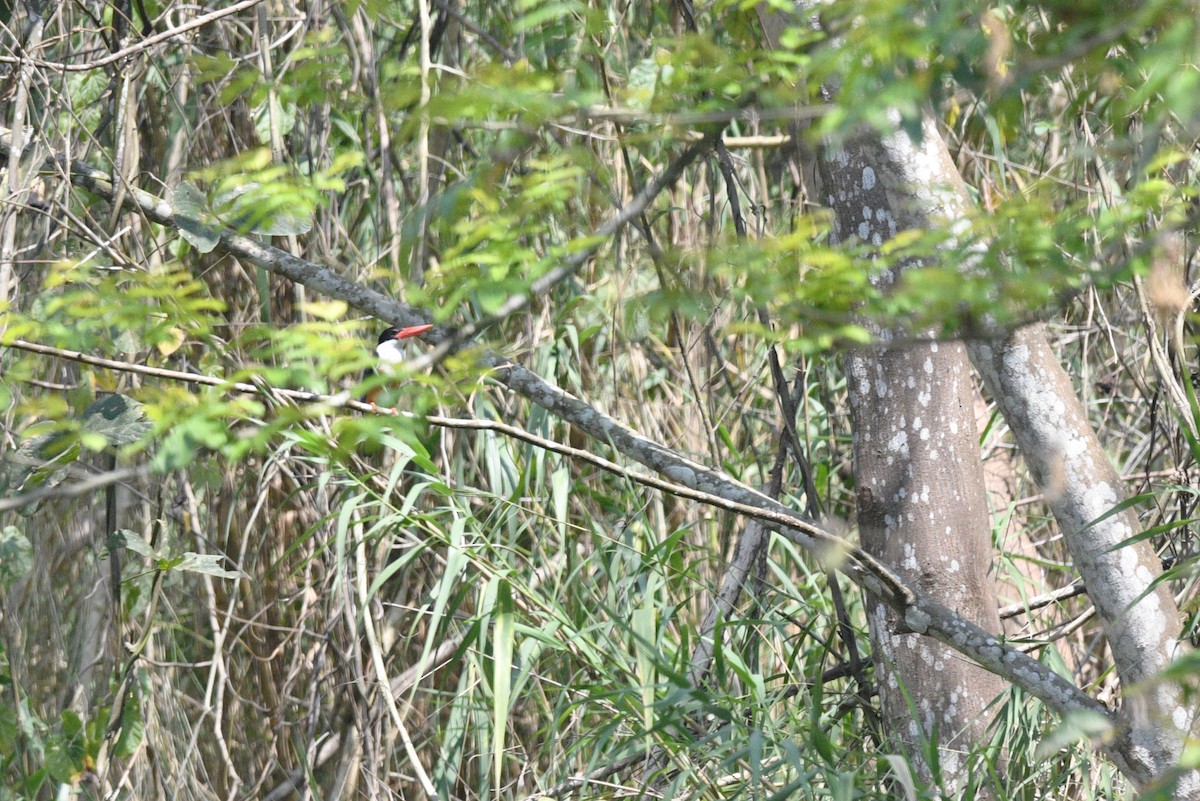 Black-capped Kingfisher - ML618252086