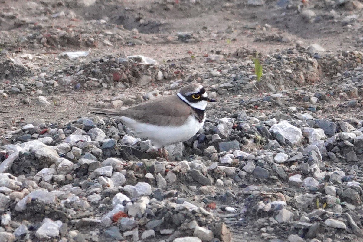 Little Ringed Plover - Ray Scally