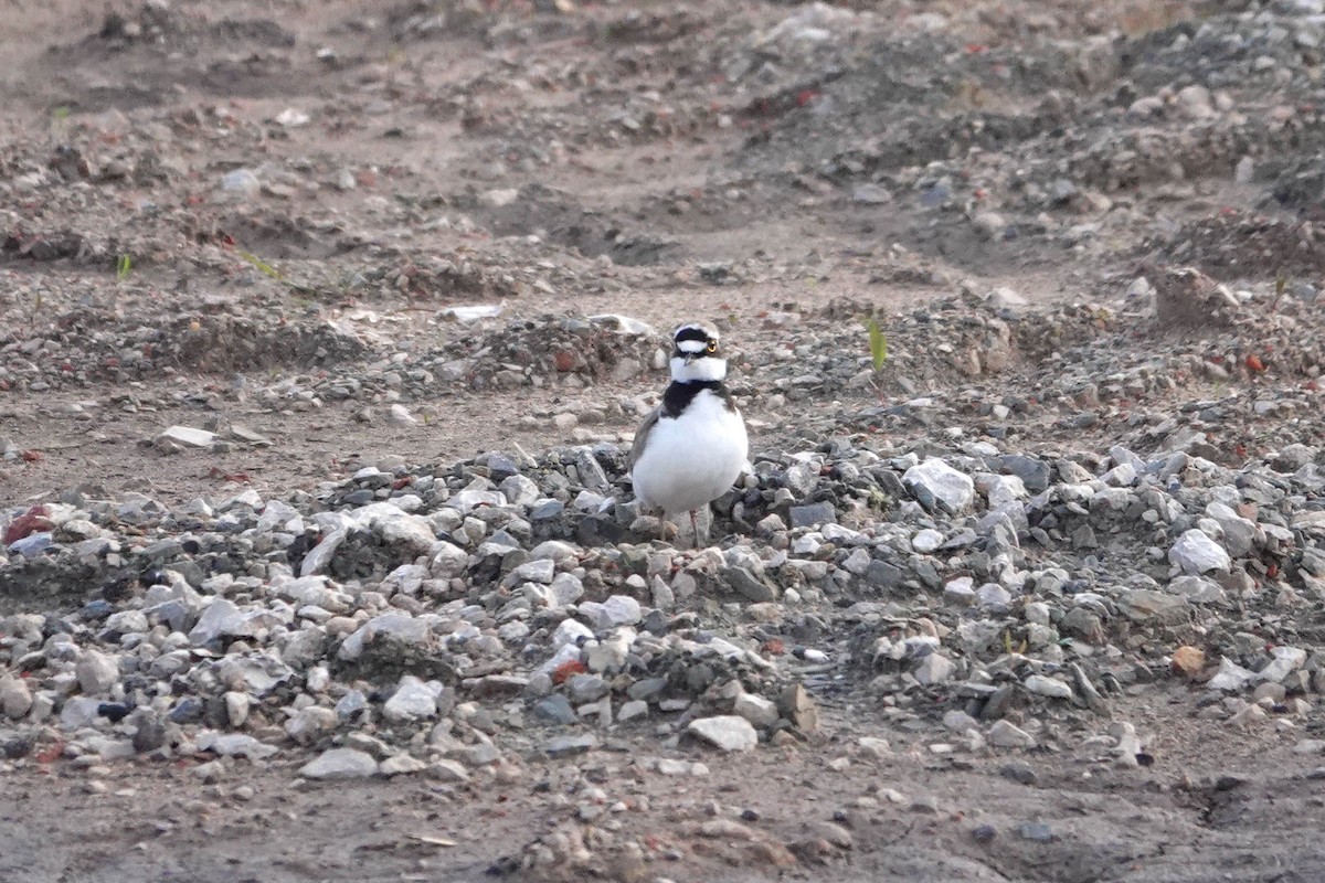 Little Ringed Plover - Ray Scally