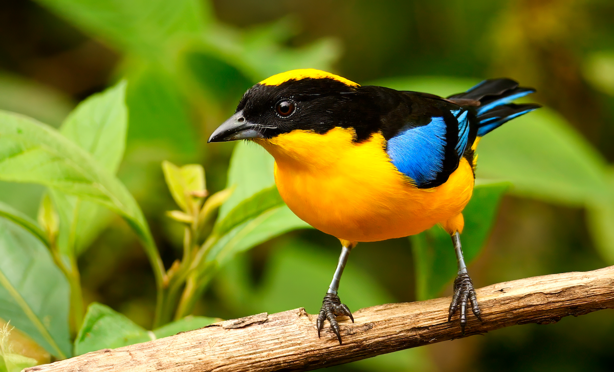 Blue-winged Mountain Tanager - Mike Melton