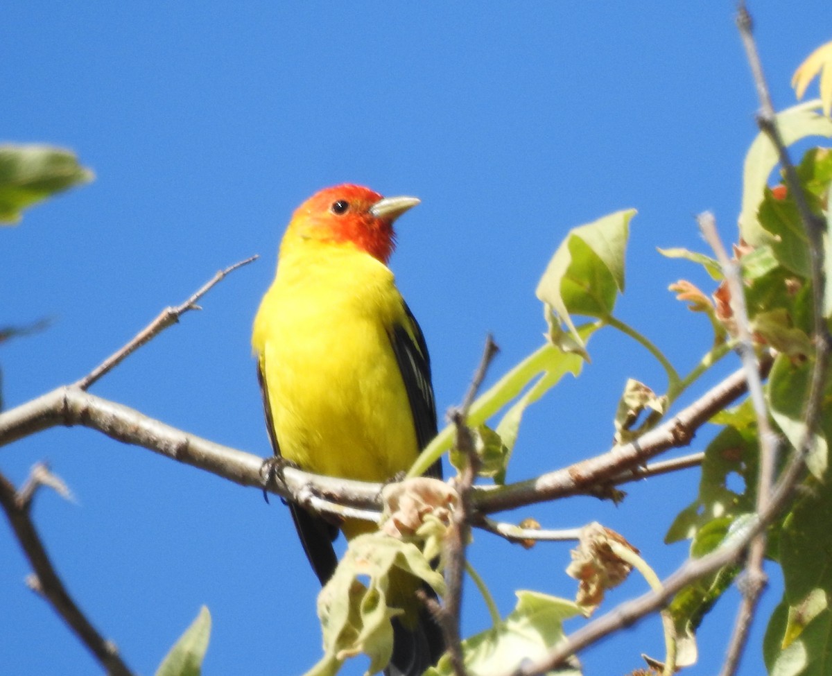 Western Tanager - Keith Condon