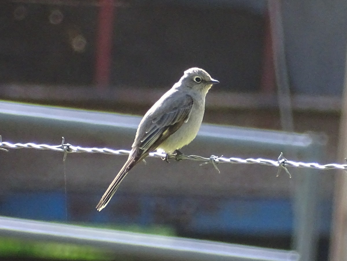 Townsend's Solitaire - Paul Foth