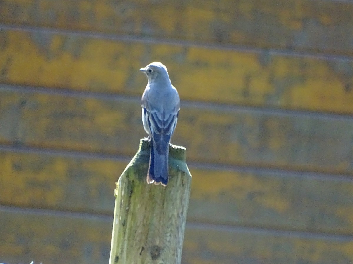 Townsend's Solitaire - ML618252192