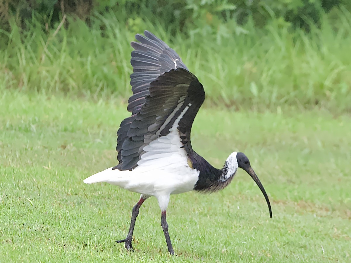 ibis slámokrký - ML618252209