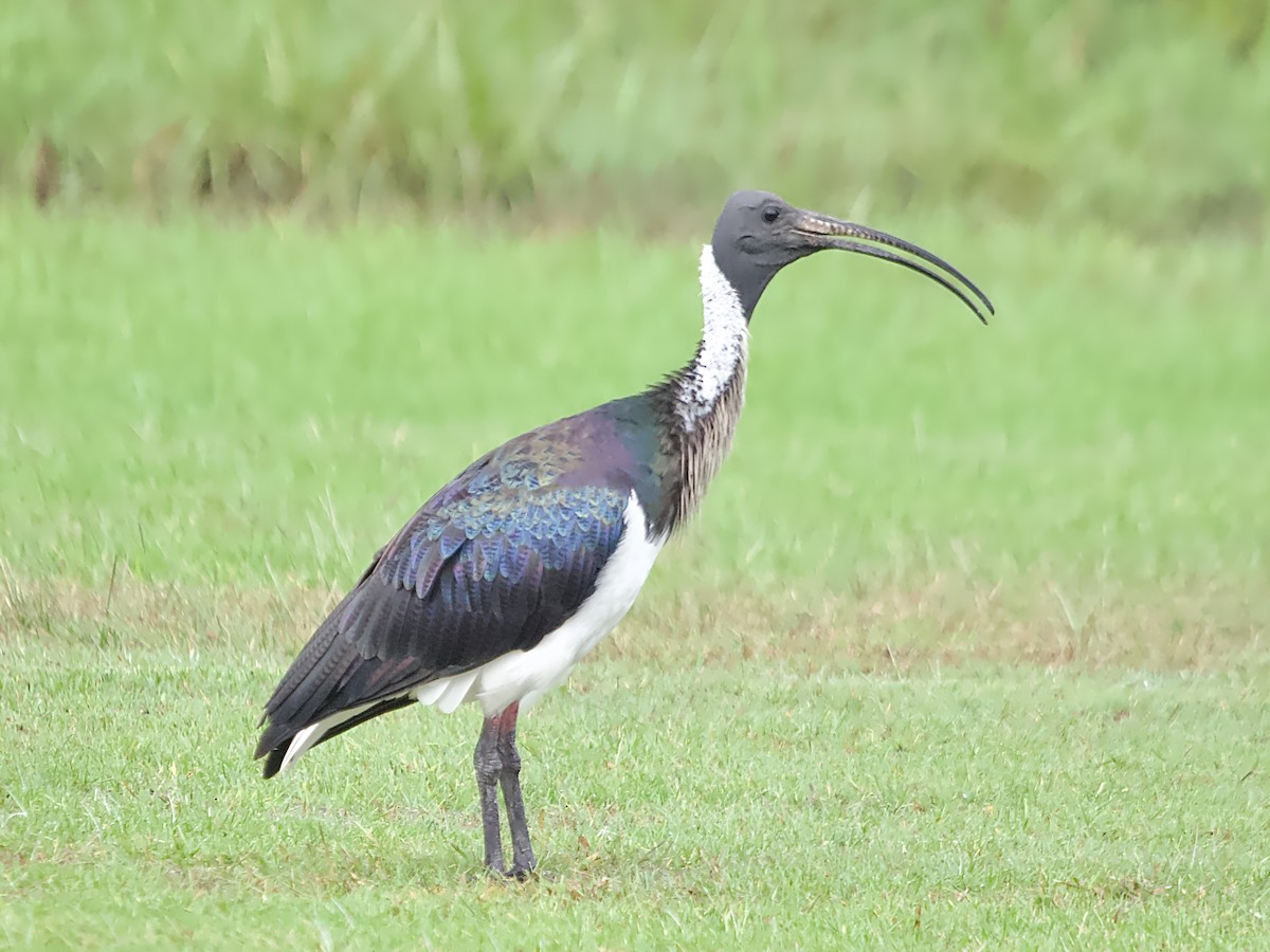 ibis slámokrký - ML618252210