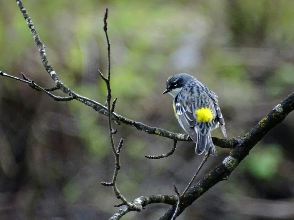 Yellow-rumped Warbler (Myrtle) - ML618252211