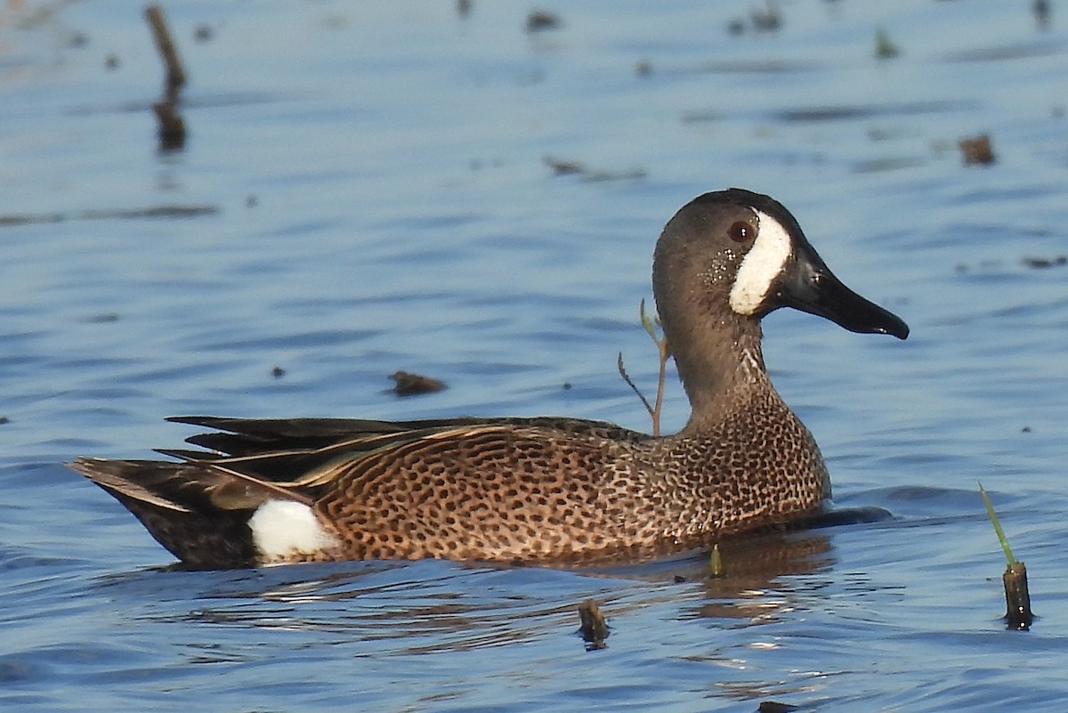 Blue-winged Teal - ML618252253