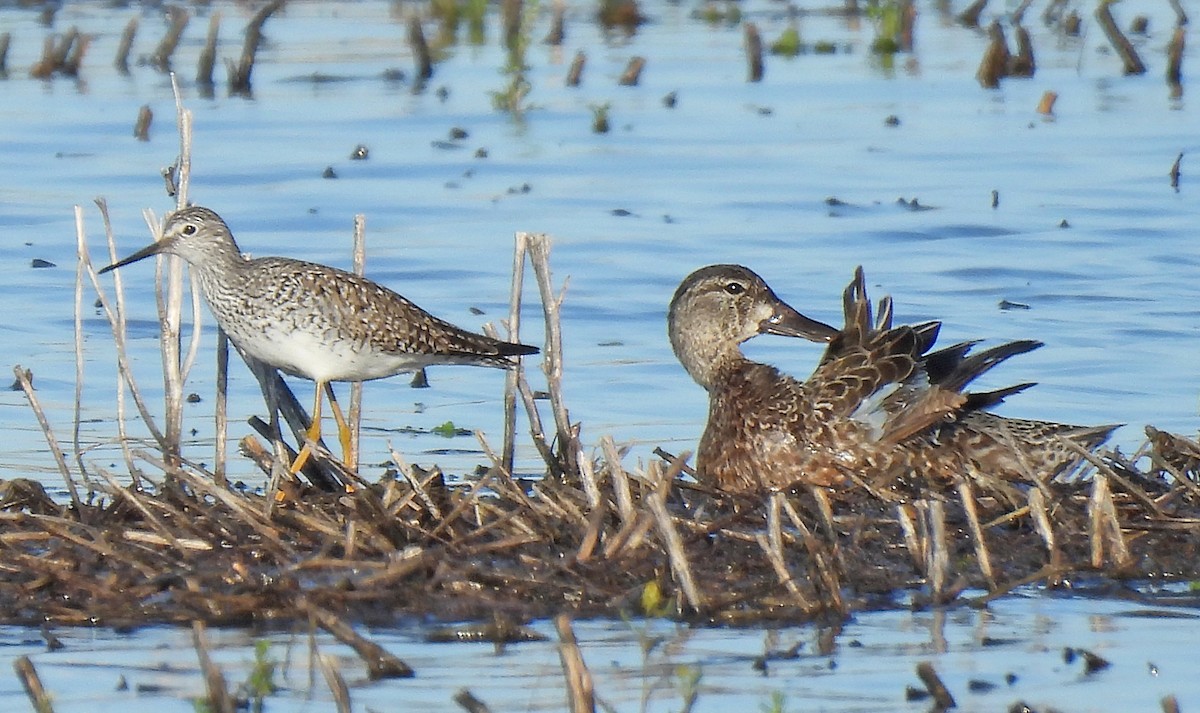 Blue-winged Teal - Tracy W