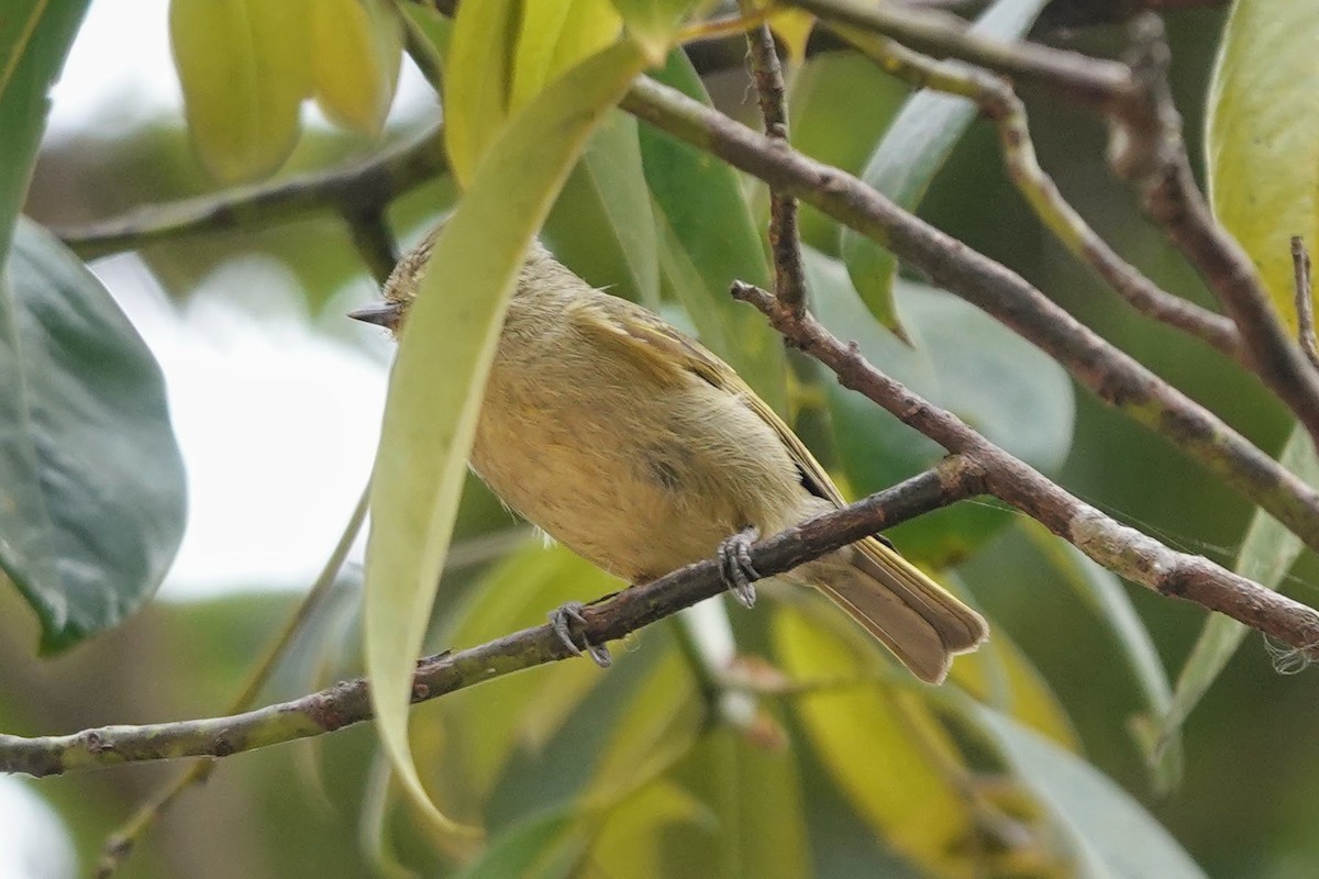 Yellow-browed Tit - ML618252281