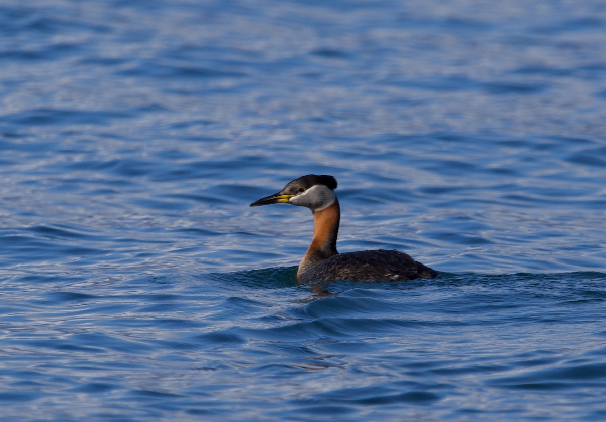 Red-necked Grebe - ML618252282