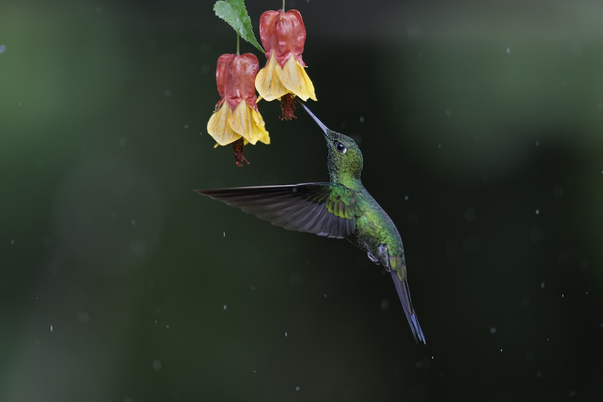 White-booted Racket-tail - Marco Valentini