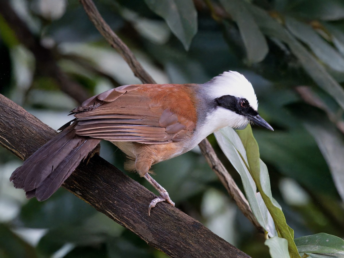 White-crested Laughingthrush - Evelyn Lee