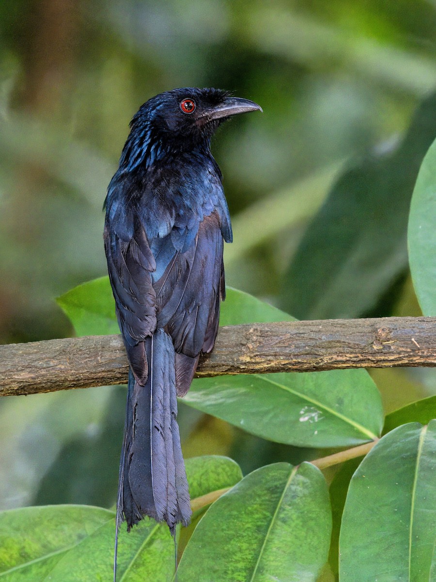 Greater Racket-tailed Drongo - Evelyn Lee