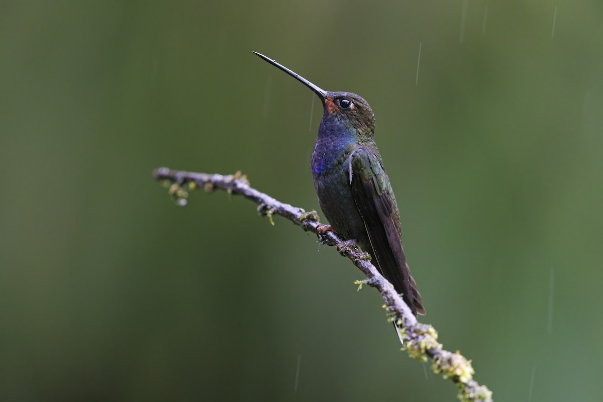 kolibřík irisový - ML618252394