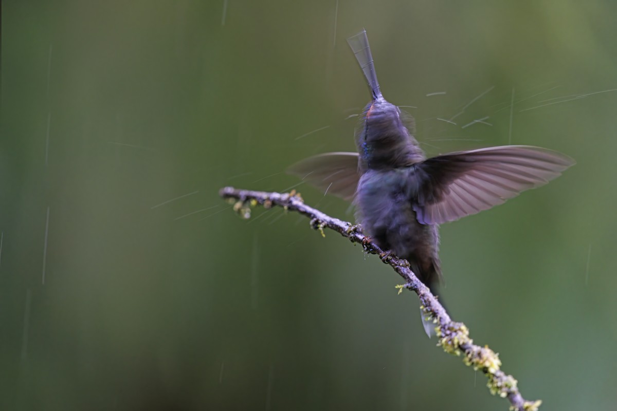 kolibřík irisový - ML618252395