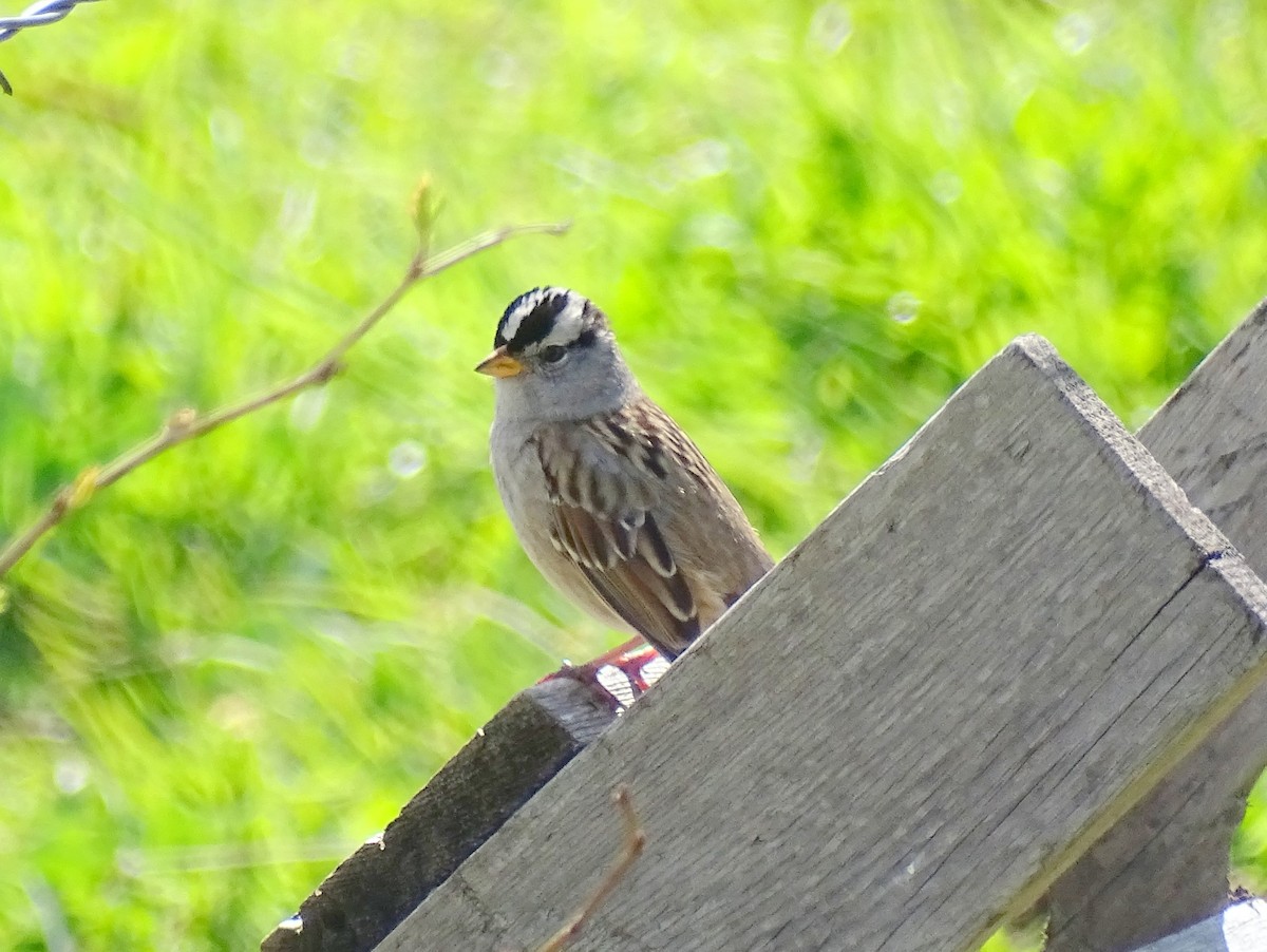 White-crowned Sparrow - ML618252412