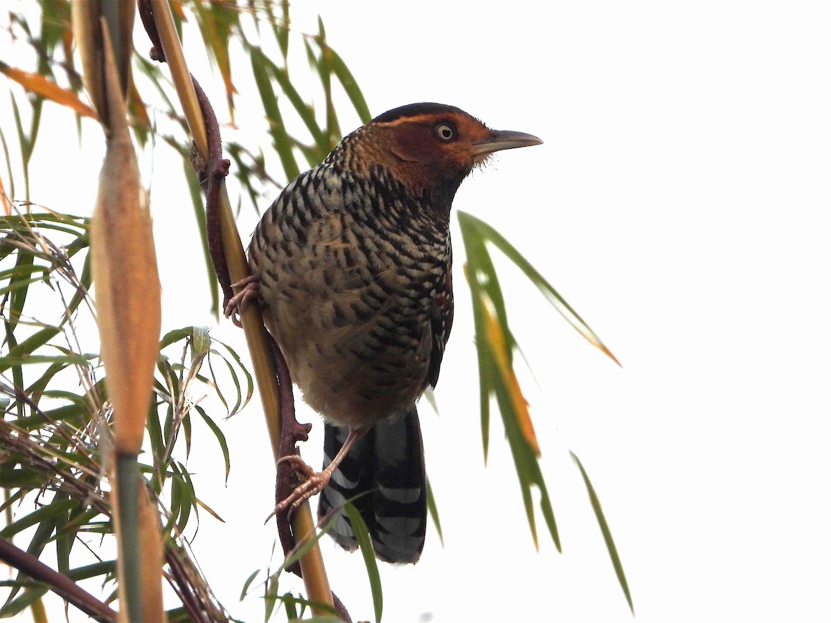 Spotted Laughingthrush - Beena Menon