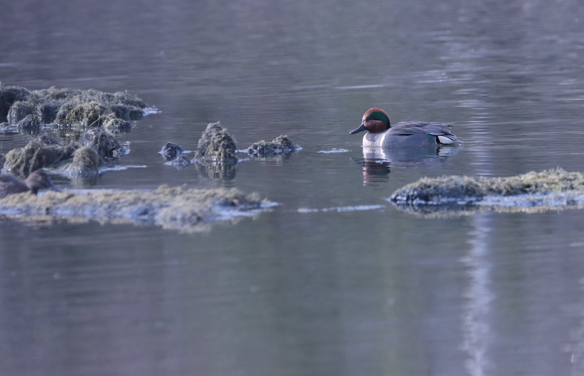 Green-winged Teal - ML618252454