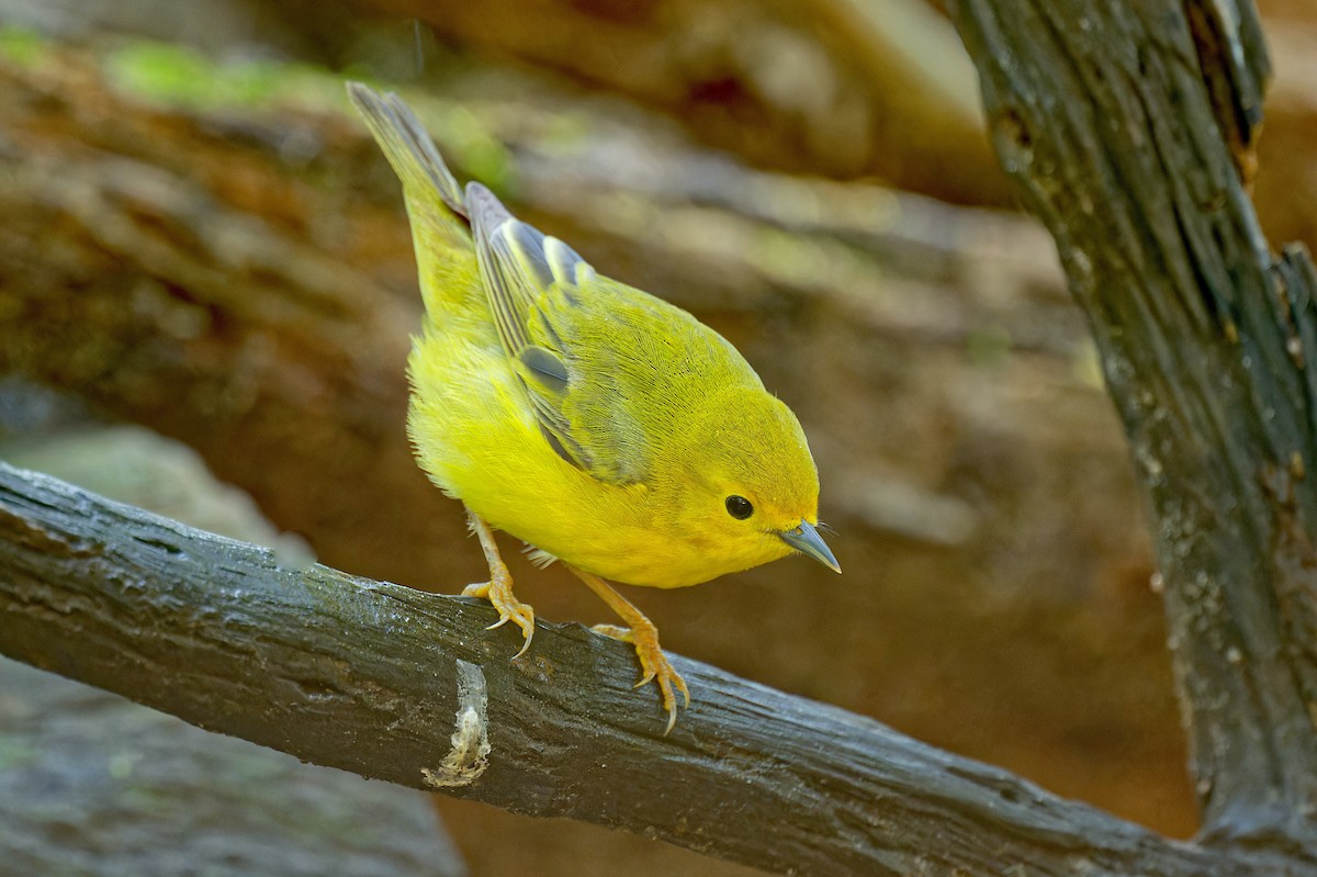 Yellow Warbler - Harlan Stewart