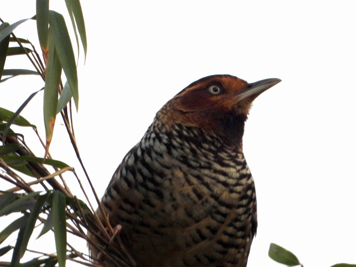 Spotted Laughingthrush - Beena Menon
