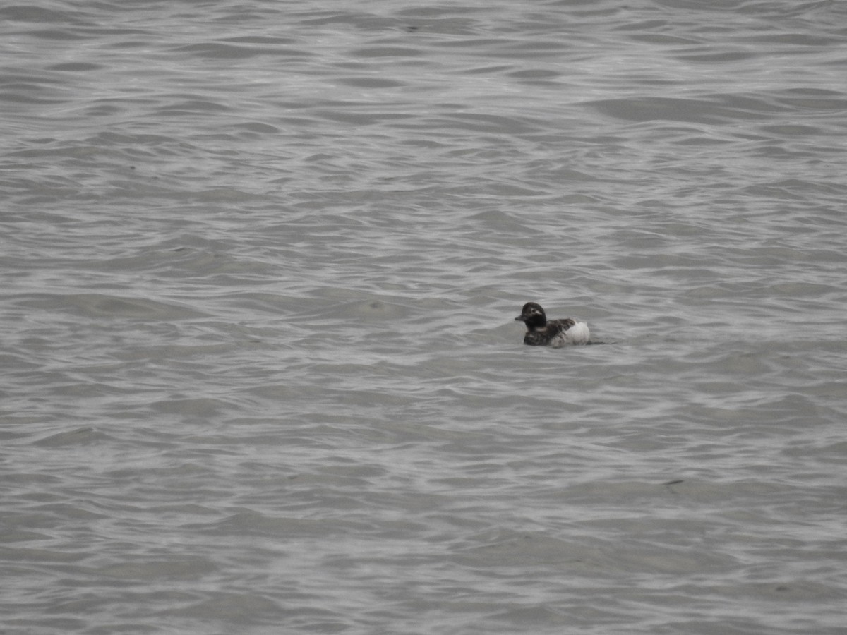 Long-tailed Duck - ML61825251