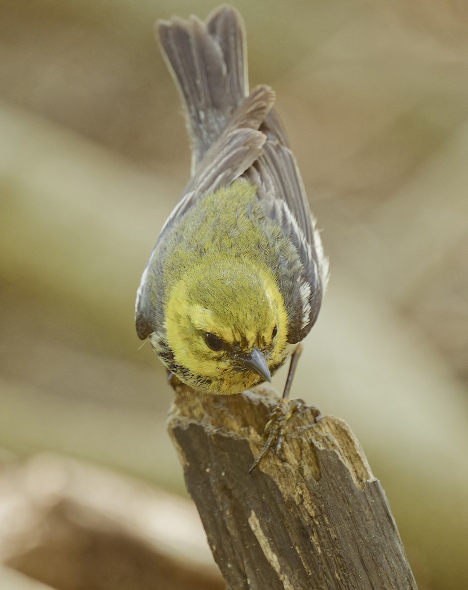 Black-throated Green Warbler - Harlan Stewart