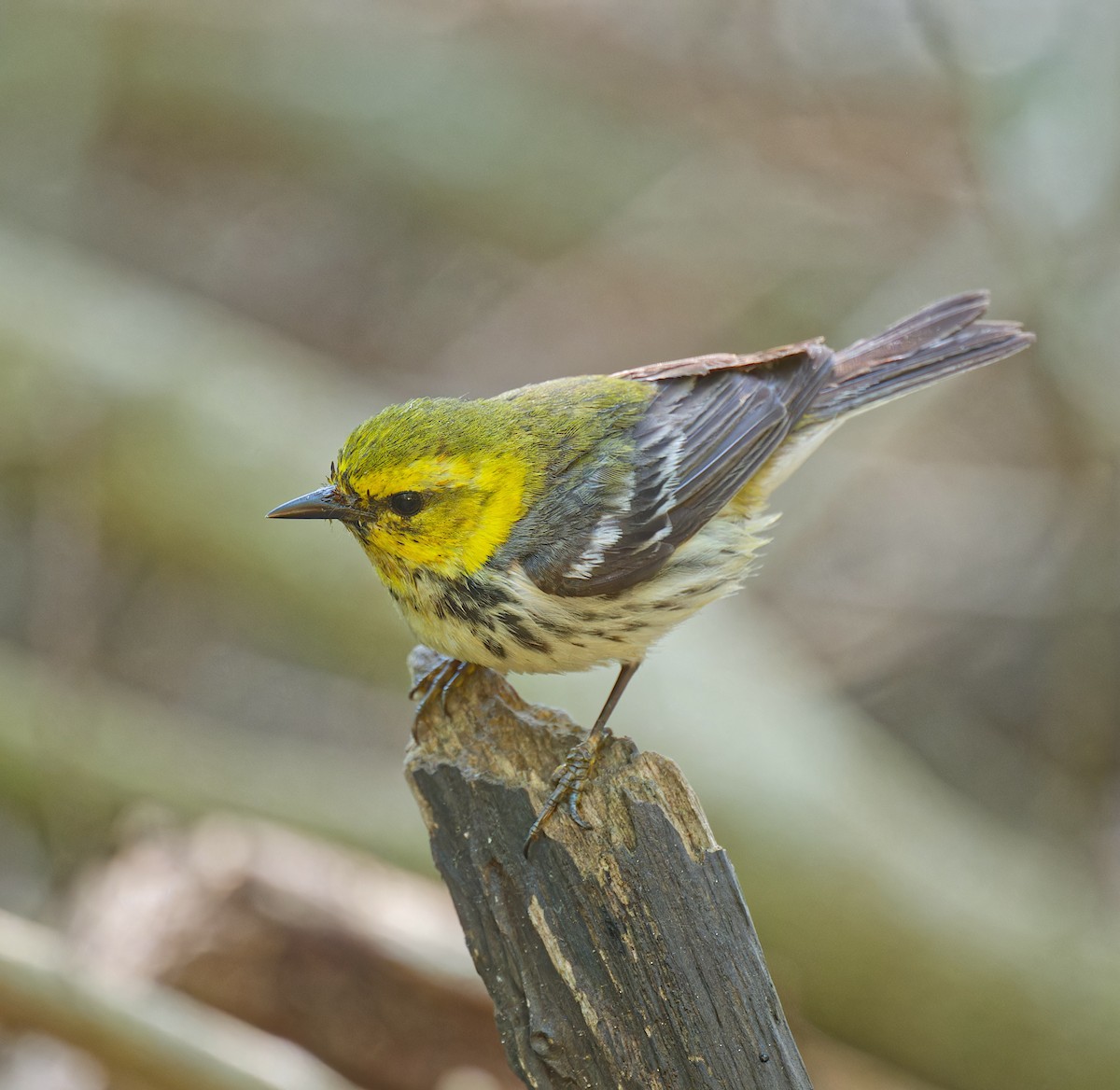 Black-throated Green Warbler - Harlan Stewart