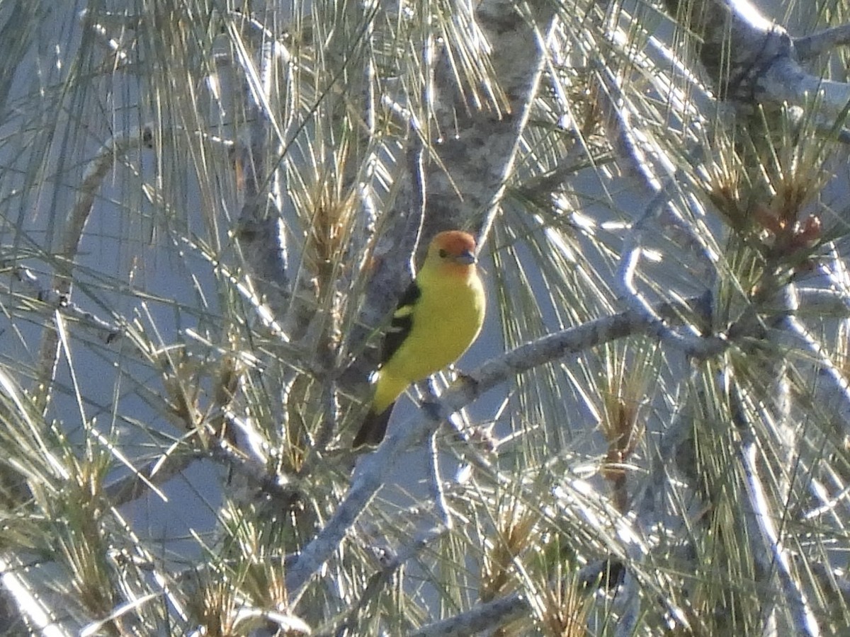 Western Tanager - ML618252532