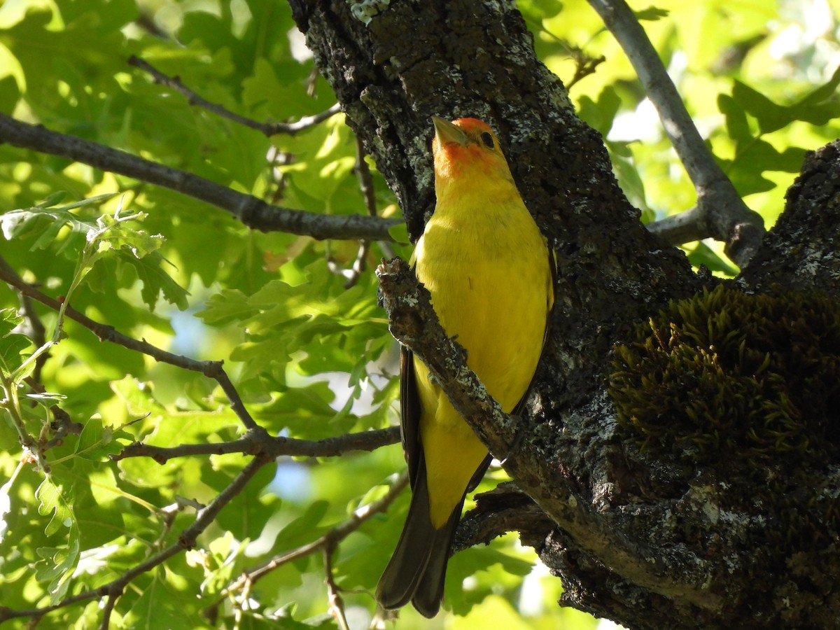 Western Tanager - ML618252534