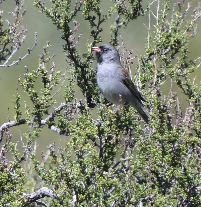 Black-chinned Sparrow - Lisa Ruby