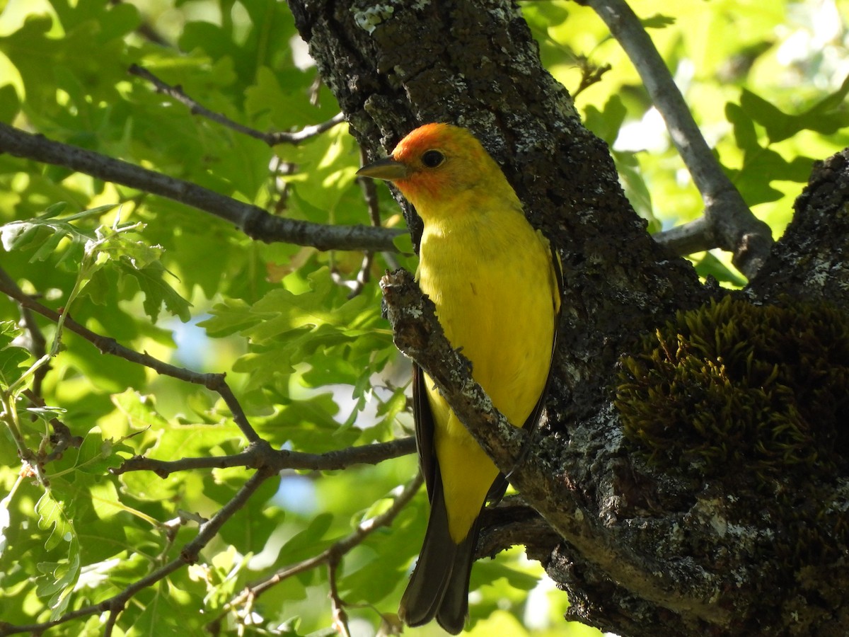 Western Tanager - ML618252546