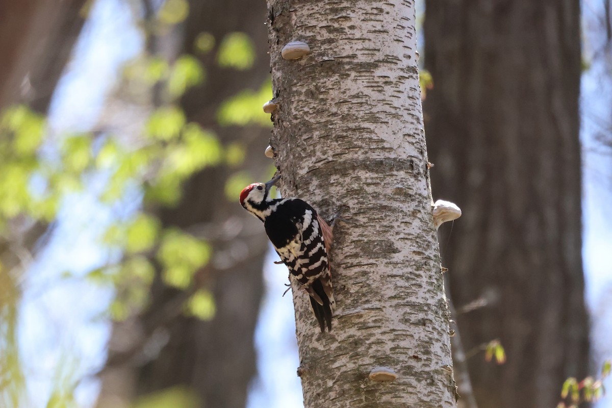 White-backed Woodpecker - ML618252608