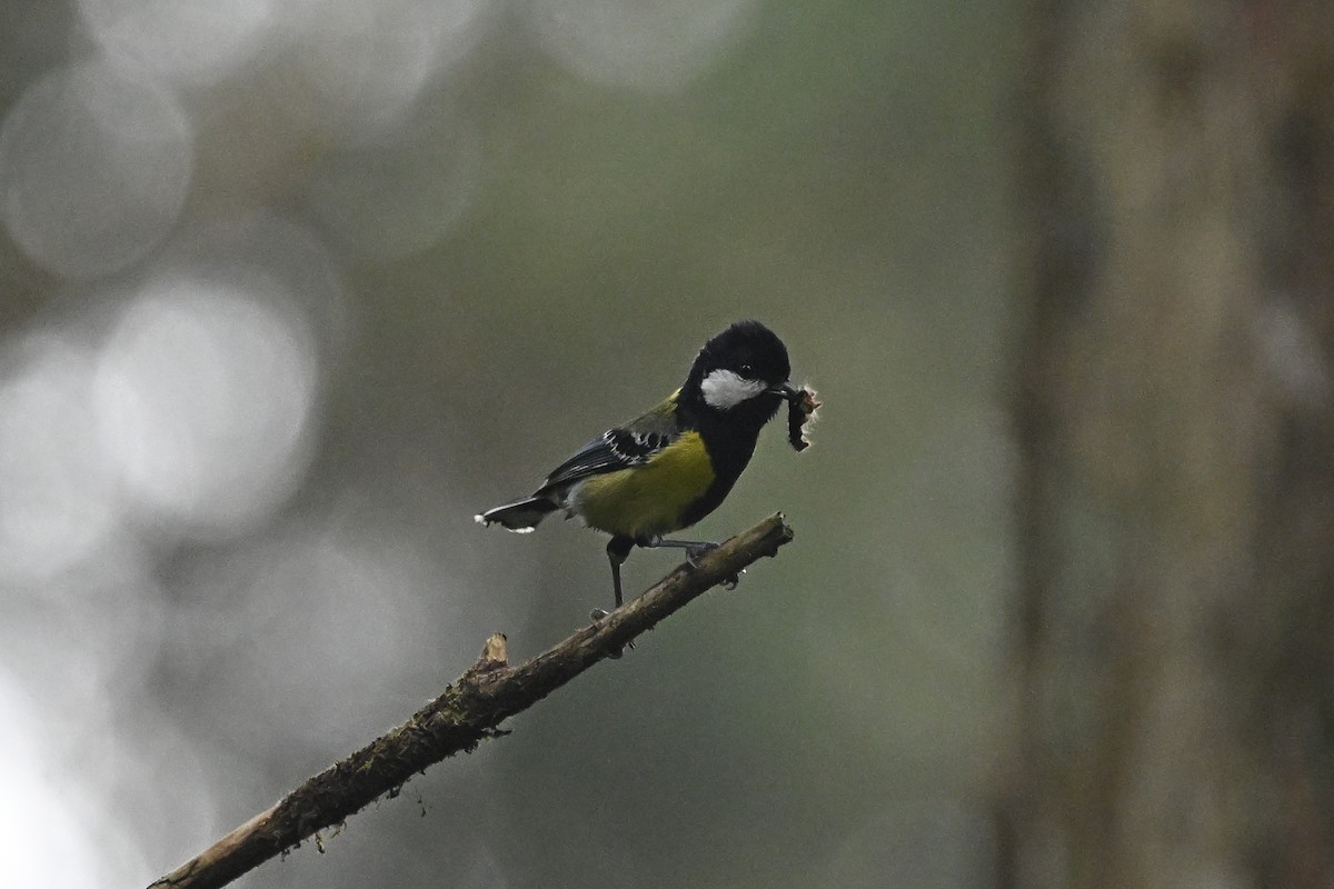 Green-backed Tit - ML618252610