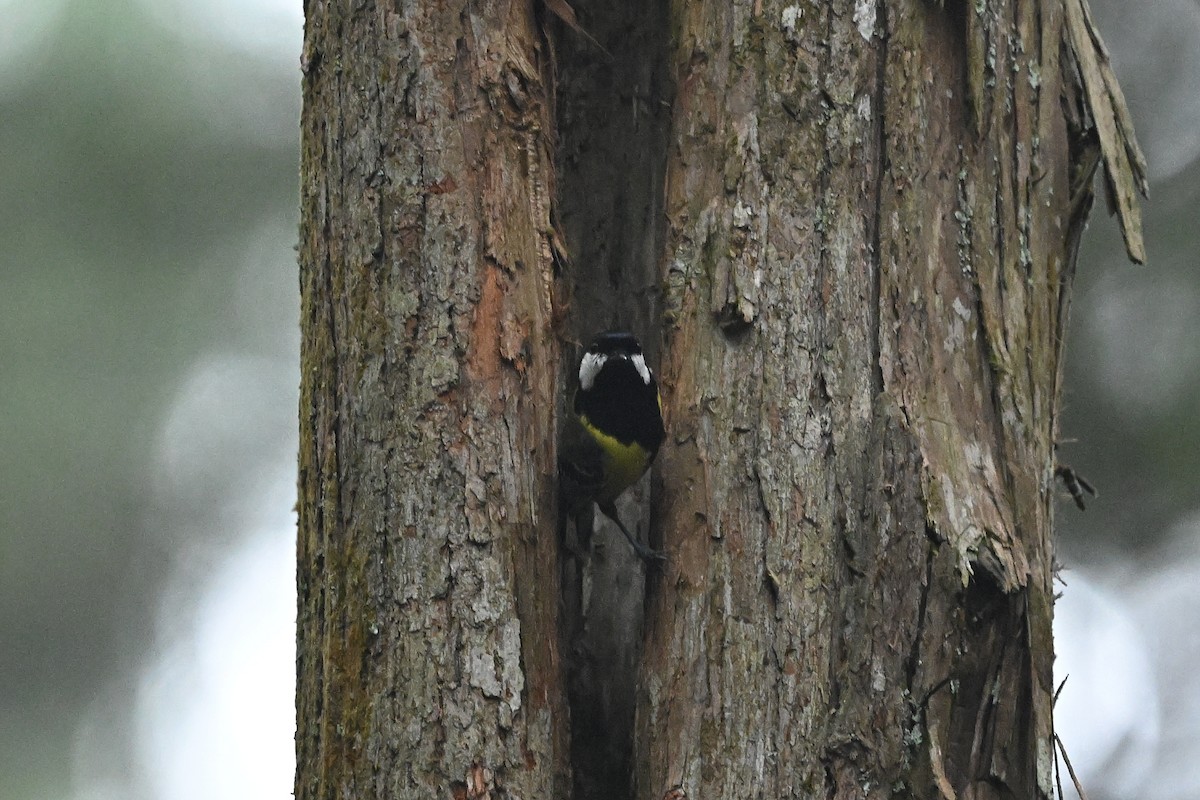 Green-backed Tit - ML618252613