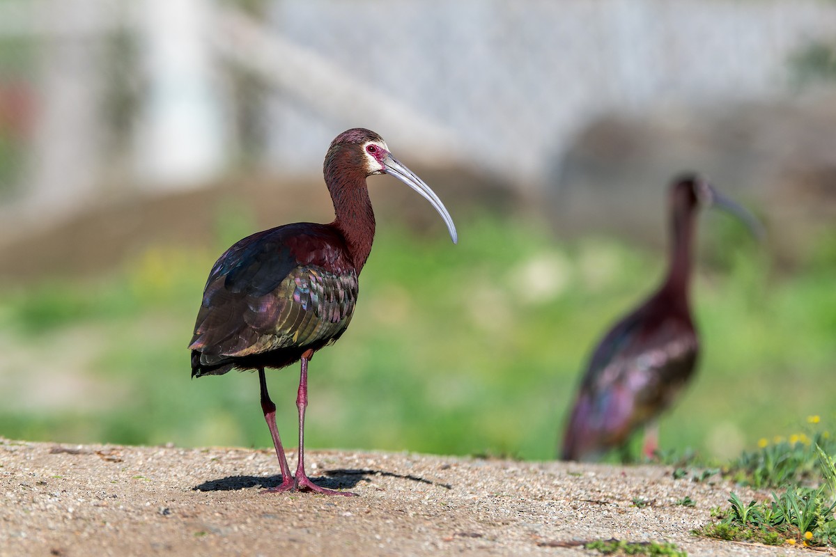 ibis americký - ML618252631