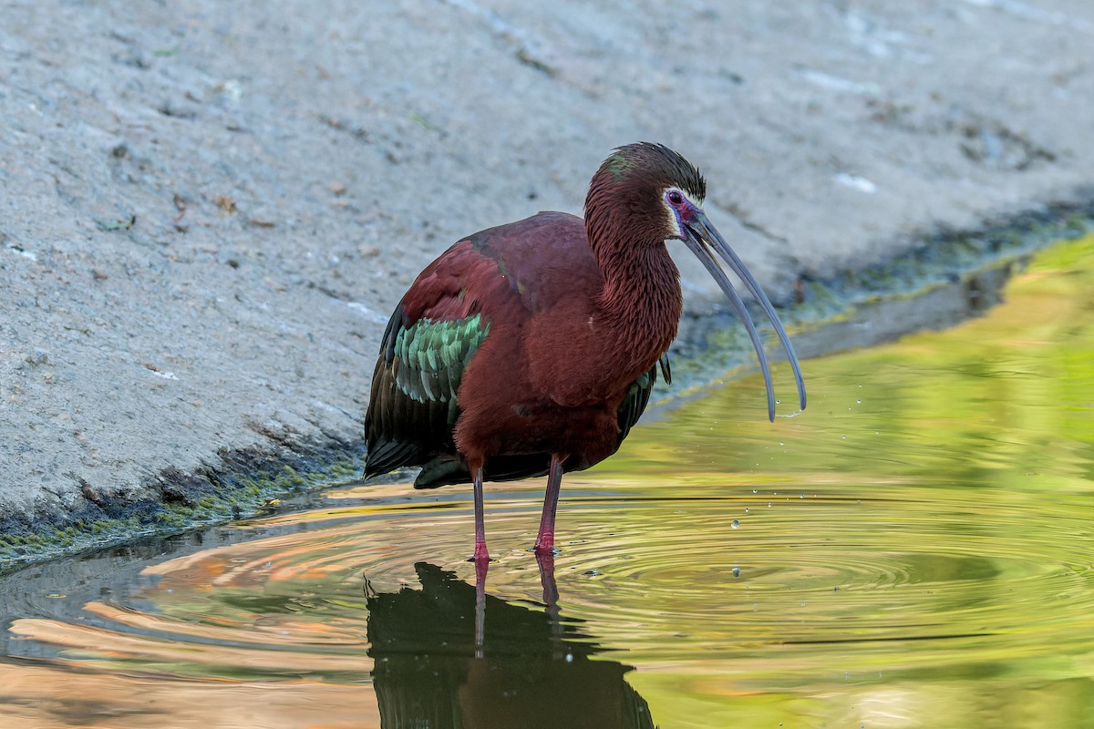 ibis americký - ML618252635
