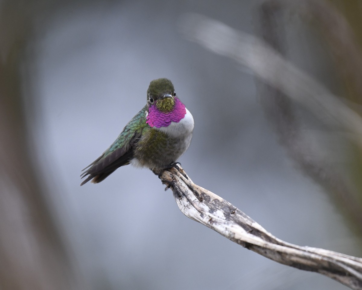 Broad-tailed Hummingbird - Daniel Mérida