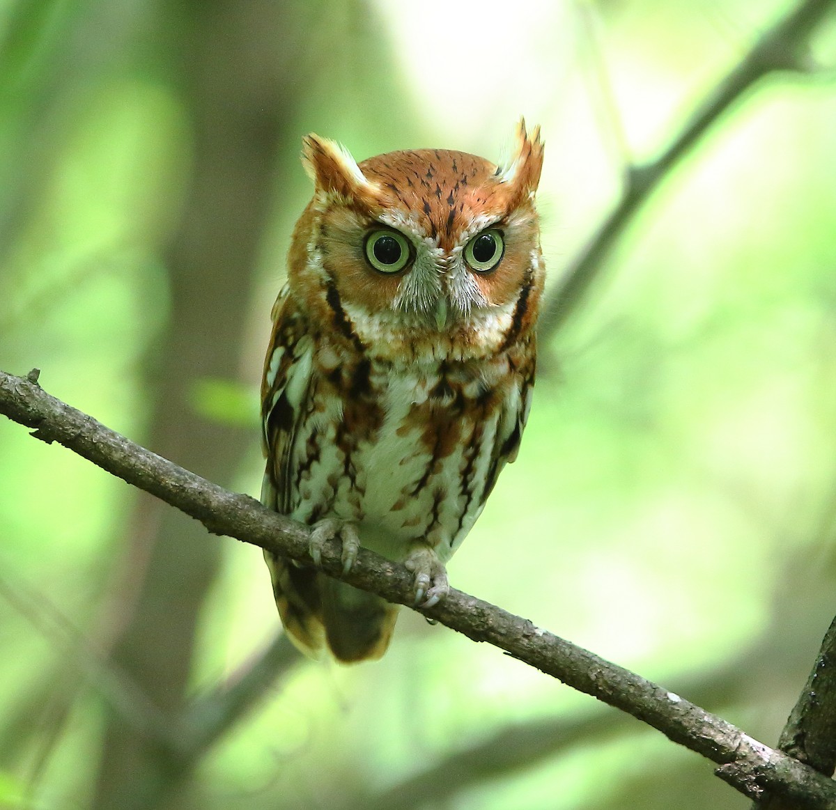 Eastern Screech-Owl - Bala Chennupati