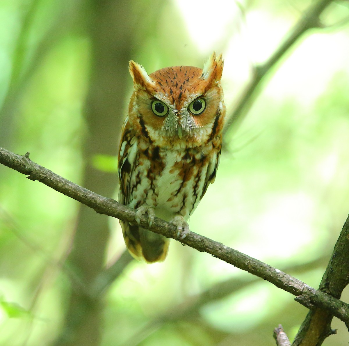 Eastern Screech-Owl - Bala Chennupati