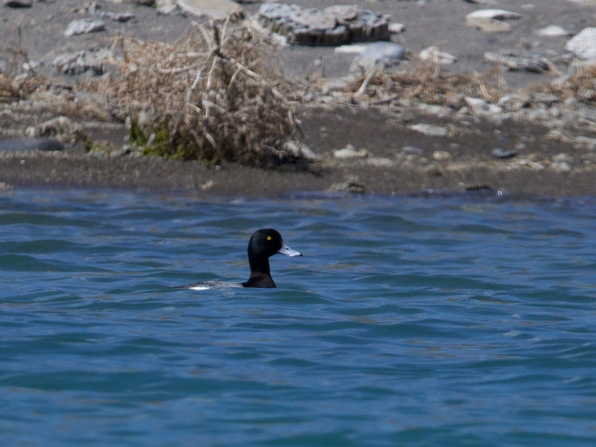 Greater Scaup - ML618252740