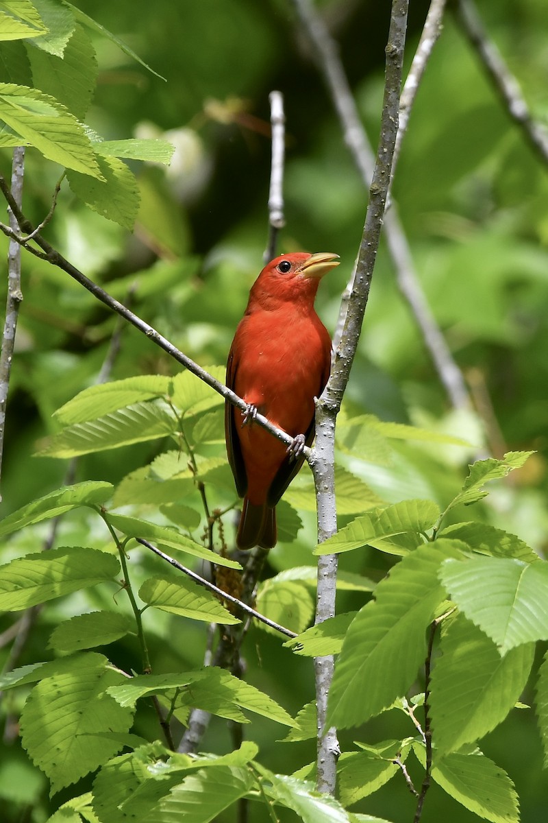 Summer Tanager - Paul Nielson