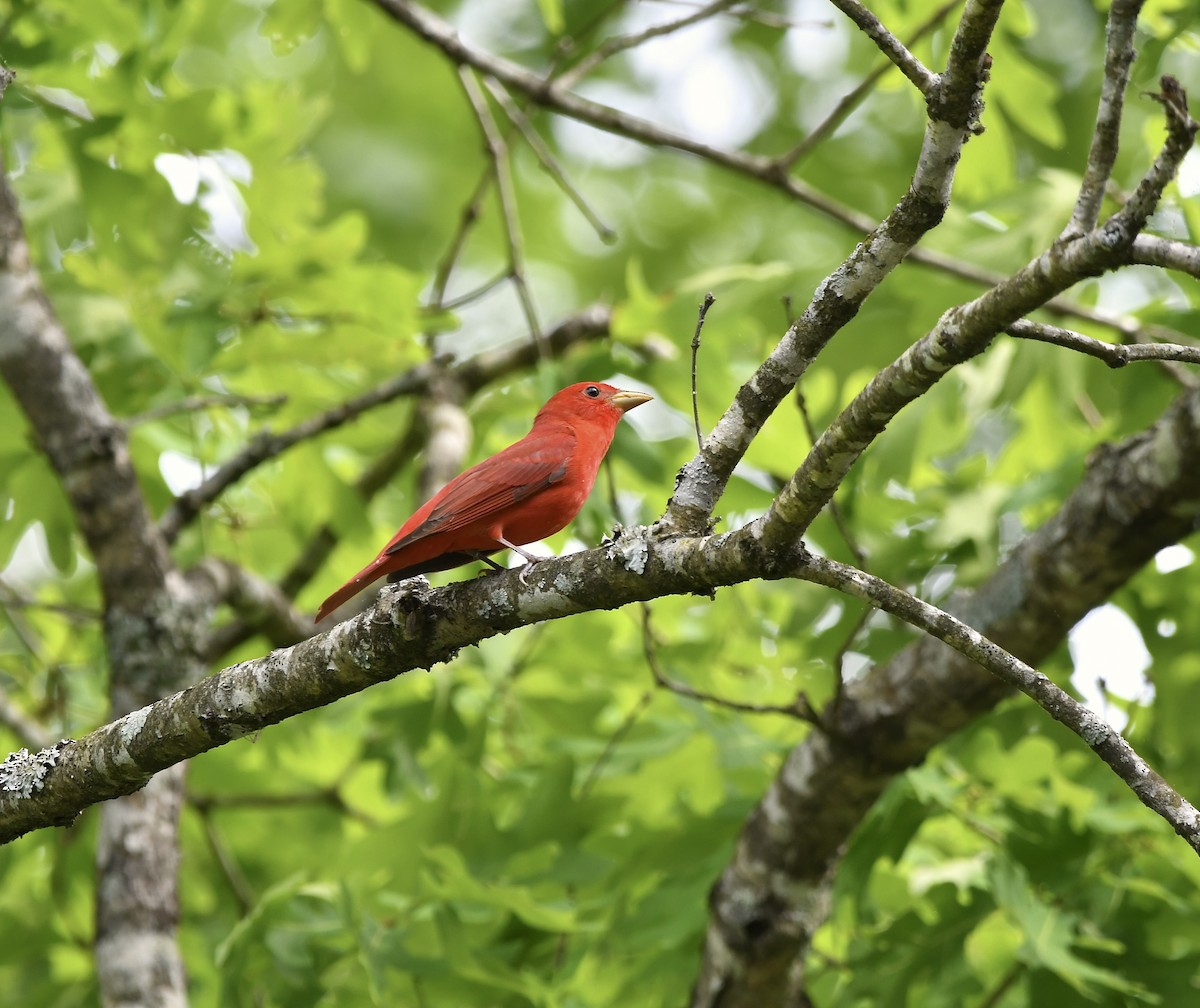 Summer Tanager - Paul Nielson