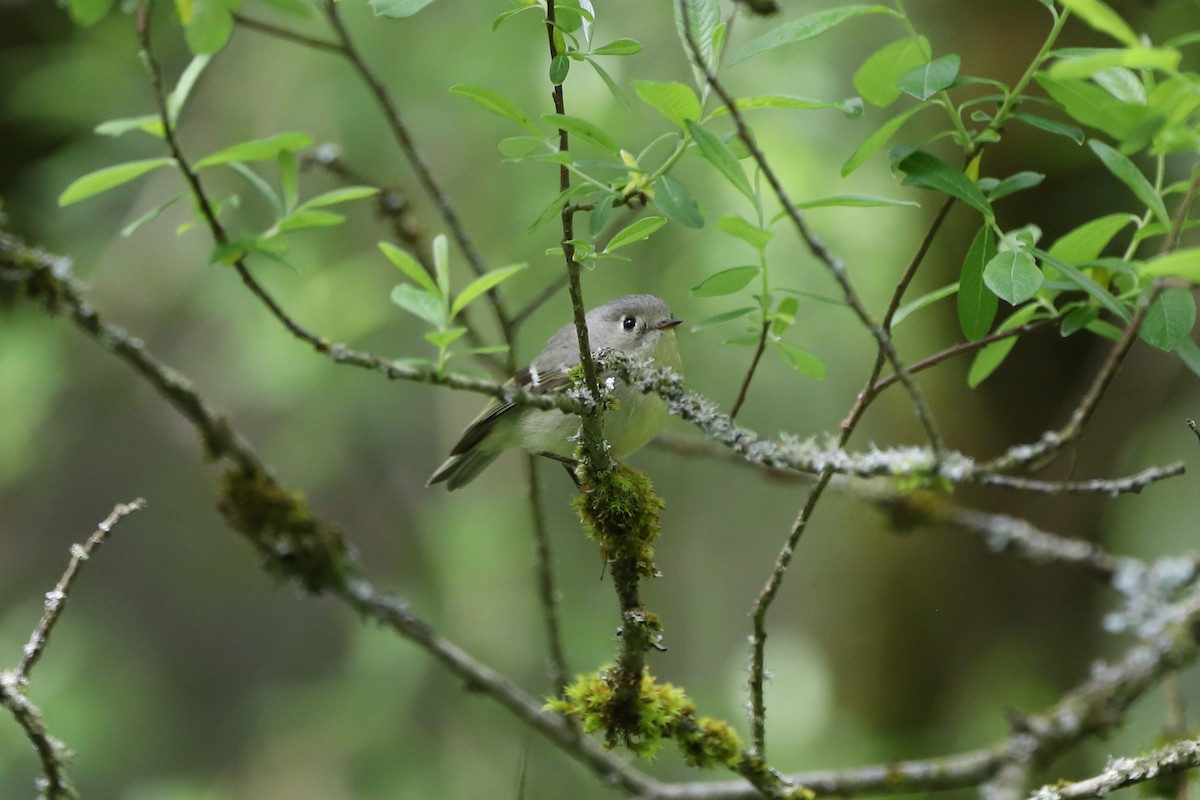 Ruby-crowned Kinglet - Eric Habisch