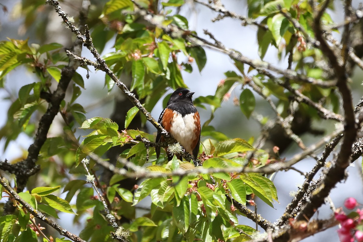 Spotted Towhee - ML618252784