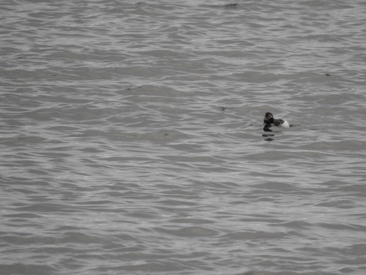 Long-tailed Duck - ML61825281
