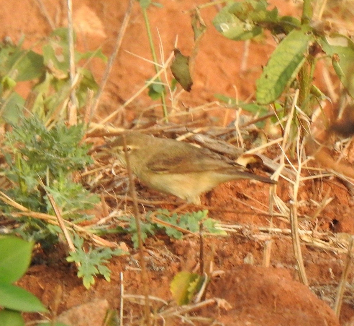 Booted Warbler - ML618252842